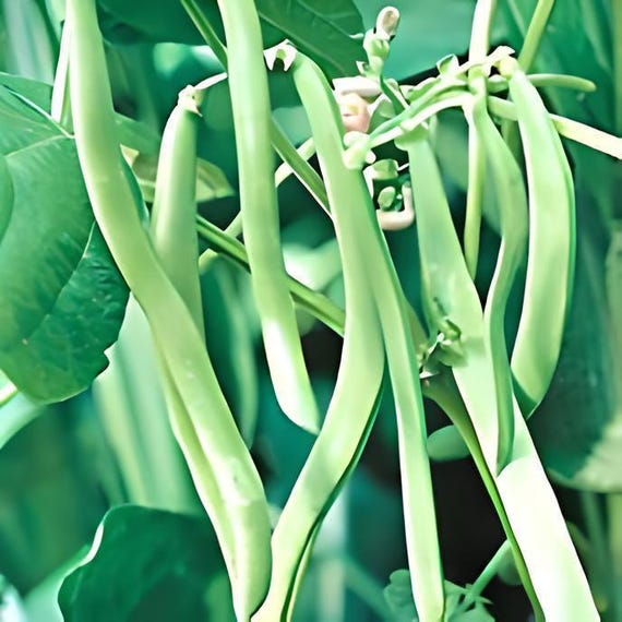 Blue Lake, Pole Beans: Heirloom Stringless Seeds (Tender Crisp Pods)