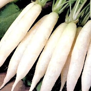 White Icicle,  Radish,  Heirloom Seeds,  100+ Seeds Delicious Roots Non-GMO