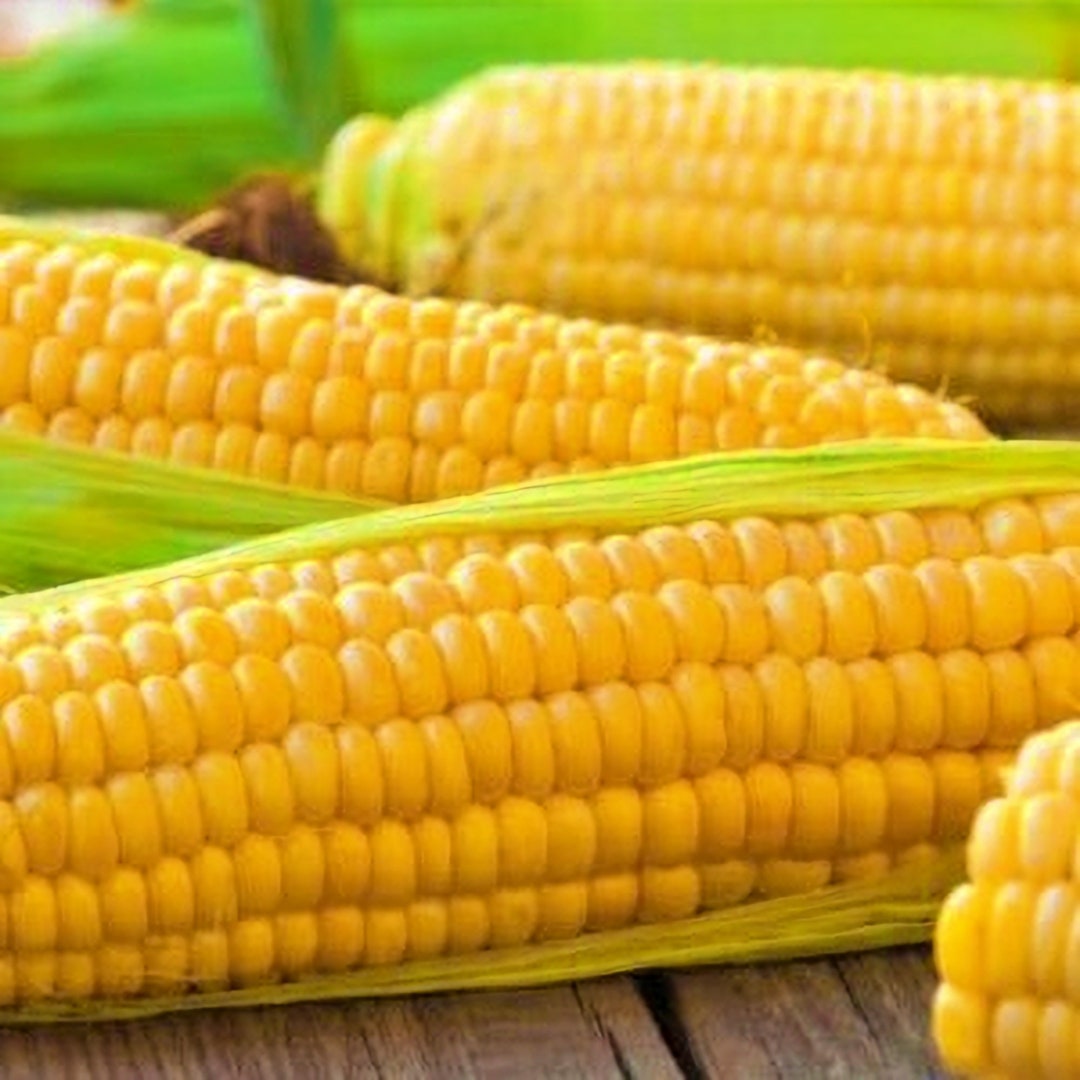 True Gold, Sweet Corn, Heirloom Garden Seeds Gardening Nongmo New 2024