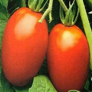 Italian Roma, Heirloom Tomato Seeds: Open Pollinated Gardening Non-GMO