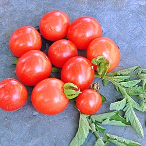Cherry Tomato,  Collection,  Heirloom Seeds, Open Pollinated Gardening Non-GMO