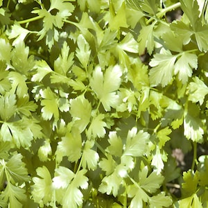 Cilantro Leisure, Culinary & Medicinal Herbs, Heirloom Seeds, Coriander Open Pollinated Non-GMO