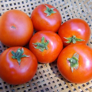 Forest Fire, Tomato, Heirloom Seeds, Gourmet Extra Early Grown to Organic Standards Open Pollinated Gardening Non-GMO