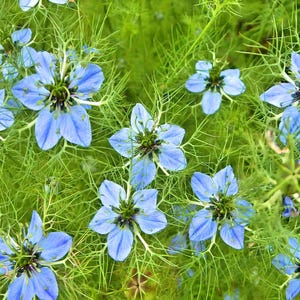 Black Cumin Seeds: Culinary and Medicinal Herb image 2