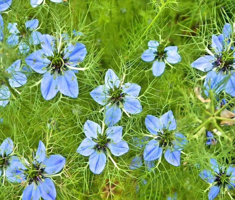 Black Cumin Seeds: Culinary and Medicinal Herb image 2