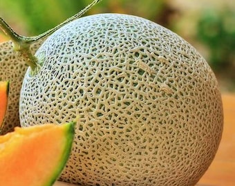 Top Mark,  Melon,  Heirloom Garden Seeds Open-Pollinated  Non-GMO