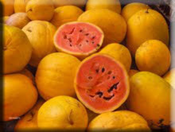 Men white golden midget watermelon touching and