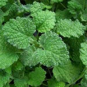 White Horehound,  Culinary & Medicinal Herbs,  Heirloom Seeds,     Herb Open Pollinated Gardening   Non-GMO