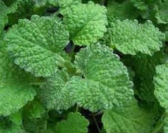 White Horehound,  Culinary & Medicinal  Herbs,  Heirloom Garden Seeds     Herb Open Pollinated Gardening   Non-GMO