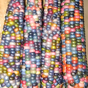 Glass Gem Corn Seeds: Cherokee Heirloom, Non-GMO