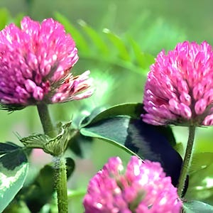 Red Clover, Culinary & Medicinal Herbs, Heirloom Seeds, Open Pollinated Bee Friendly Non-GMO
