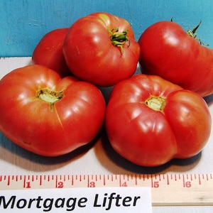 Mortgage Lifter, Tomato, Heirloom Seeds, Grown to Organic Standards Open Pollinated Gardening Non-GMO