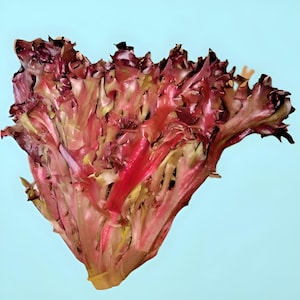 Red Tango,  Lettuce,  Heirloom Seeds,     Open Pollinated- Non-GMO
