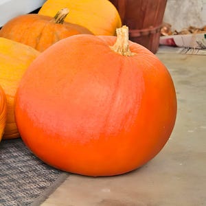 Big Max,  Pumpkin,  Heirloom Seeds,  Exhibition Natural- 12+ Seeds Delicious Gardening Non-GMO