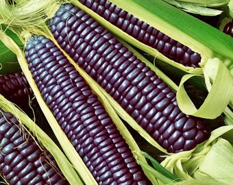 Hopi Blue,  Corn,  Heirloom Garden Seeds   Naturally Grown  Open Pollinated  Gardening Non-GMO Corn,