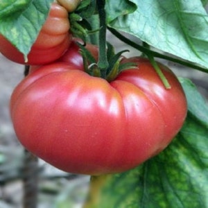 German Johnson, Tomato, Heirloom Seeds, Grown to Organic Standards Open Pollinated Gardening Non-GMO