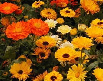 Calendula Seeds: Pacific Beauty Heirloom - Edible, Warm Orange Blooms
