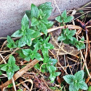 Heirloom Peppermint Seeds – Organic Culinary & Medicinal Herb, Container and Garden Friendly