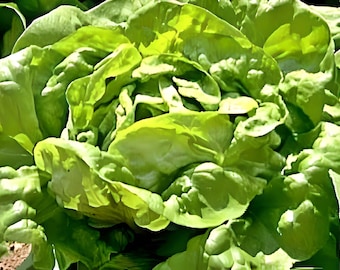 Buttercrunch Butterhead. Lettuce Seeds: Heirloom Tender  Variety