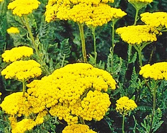 Yarrow,   Golden,   Heirloom Garden Seeds  Achillea millefolium Medicinal Flowering Herb  Open Pollinated Non-GMO