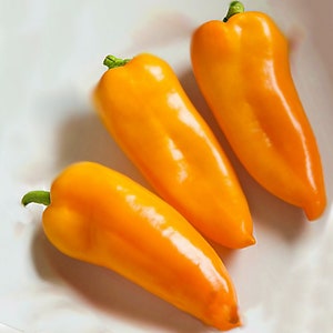 Pumpkin Spice Jalapeno,   Hot Pepper,  Heirloom Seeds,  Open-Pollinated Vegetable Seeds   Non-GMO