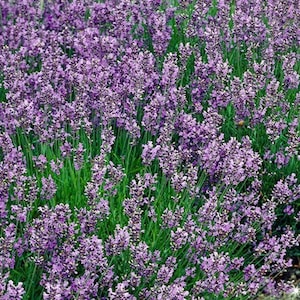 Vera Lavender,  Culinary & Medicinal Herbs,  Heirloom Garden Seeds    Fragrant  Mosquito Repellent