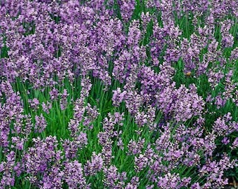 Vera Lavender,  Culinary & Medicinal Herbs,  Heirloom Garden Seeds    Fragrant  Mosquito Repellent