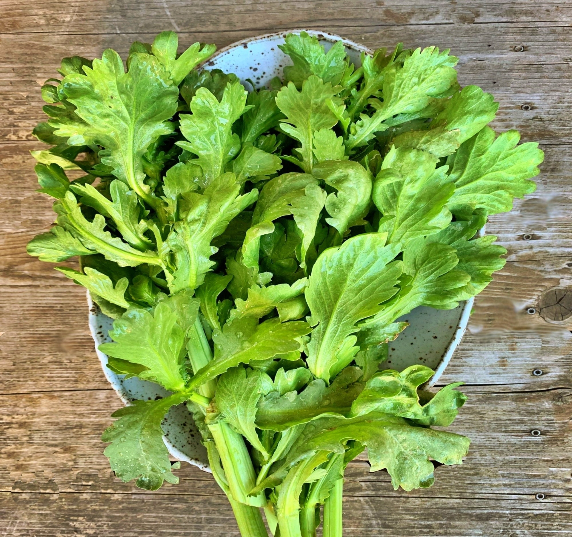 Broad Leaf Edible Chrysanthemum Seeds / NonGMO Heirloom Etsy