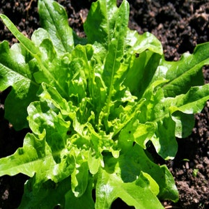 Royal Oakleaf, Lettuce, Heirloom Garden Seeds Gourmet Gardening Fast Growing Open Pollinated Non-GMO image 1