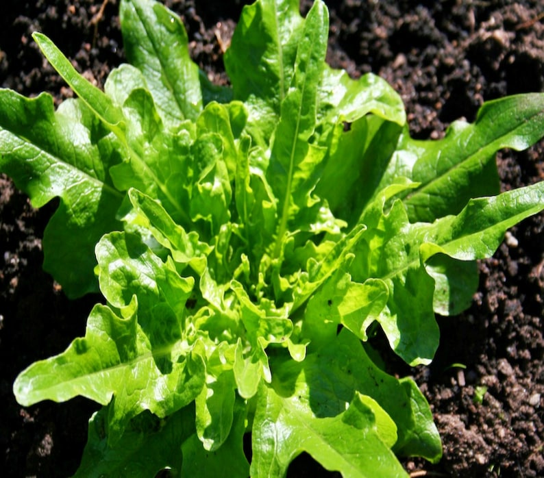 Royal Oakleaf, Lettuce, Heirloom Garden Seeds Gourmet Gardening Fast Growing Open Pollinated Non-GMO image 1