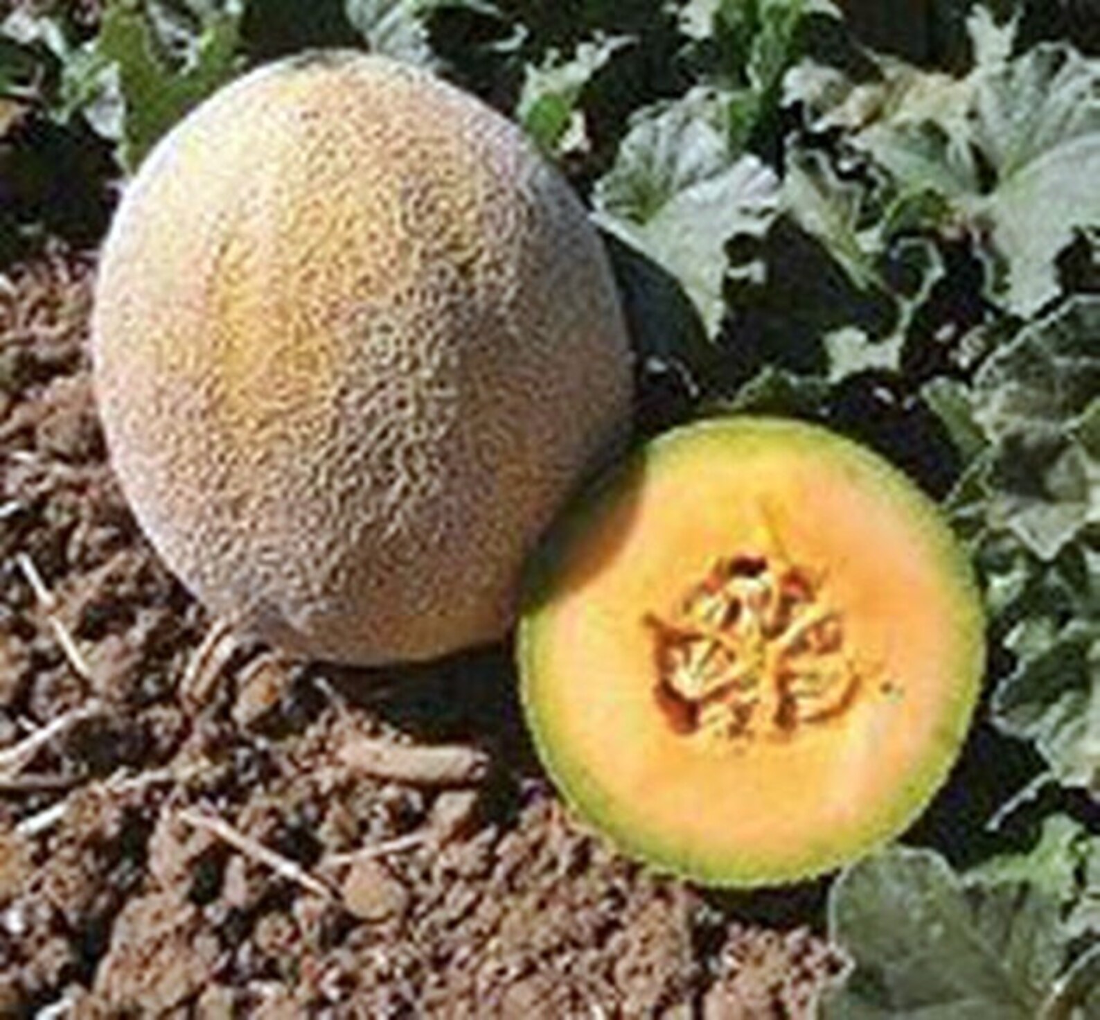 Planters Jumbo Cantaloupe Seeds / Heirloom Melon Nongmo Etsy