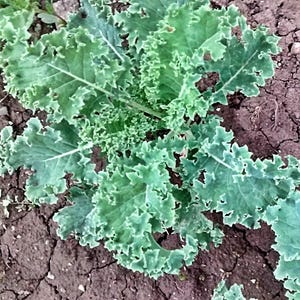 Dwarf Siberian Kale Seeds: Heirloom, Open Pollinated, Non-GMO