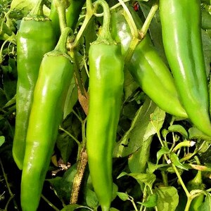 NuMex Sandia,  Hot Pepper,   Heirloom Seeds,  Open Pollinated   Vegetable Seeds   Non-GMO
