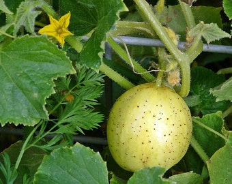 Lemon,  Cucumber,  Heirloom Garden Seeds  Vegetable Seeds  Non-GMO