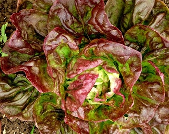 Yugoslavian Red,  Lettuce,  Heirloom Garden Seeds   Butterhead  Open Pollinated  Vegetable Gardening  Non-GMO