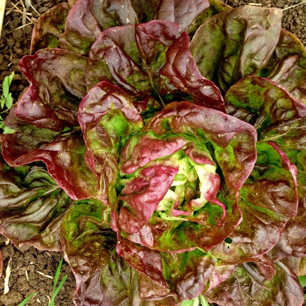 Yugoslavian Red,  Lettuce,  Heirloom Garden Seeds   Butterhead  Open Pollinated  Vegetable Gardening  Non-GMO