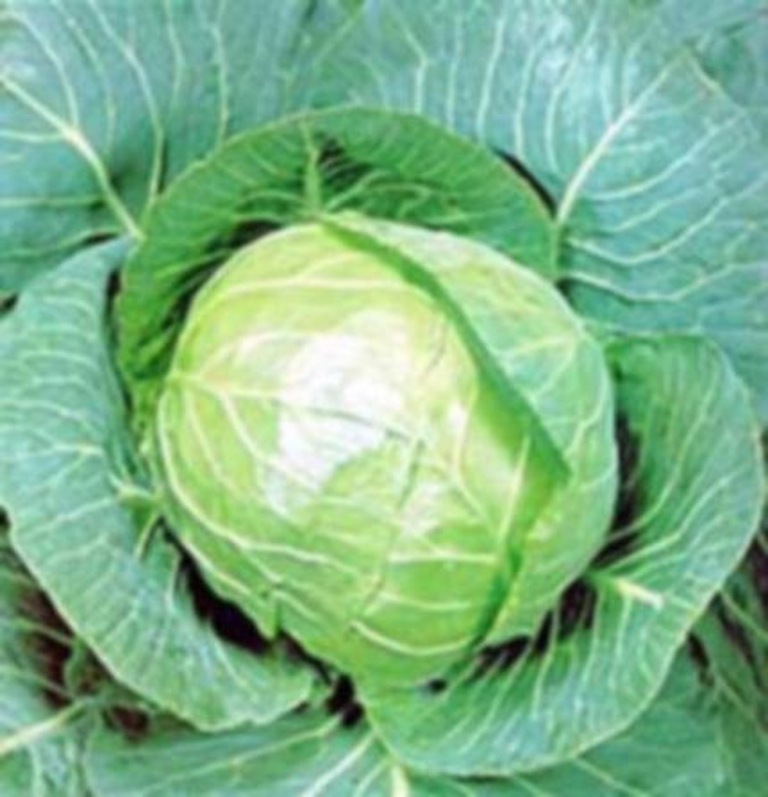 Early Golden Acre Cabbage Heirloom Garden Seeds Garden Seeds Open Pollinated Container Gardening