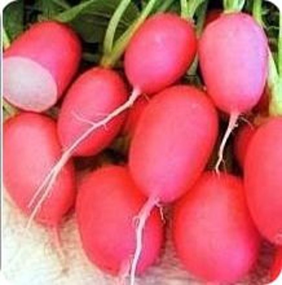 Pink Lady Slipper Radish Seeds / Heirloom Nongmo Vegetable Etsy