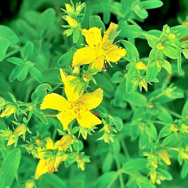 St John's Wort,   Herbs,  Heirloom Garden Seeds   Gardening  Vegetable Seeds   Non-GMO