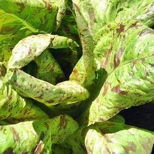Forellenschluss (Speckled Trout Back), Romaine Lettuce Seeds:  Maroon - Heirloom Non-GMO
