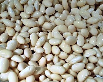 Navy, Bush Bean Seeds: Heirloom  (Non-GMO, White Dry Shell Type)