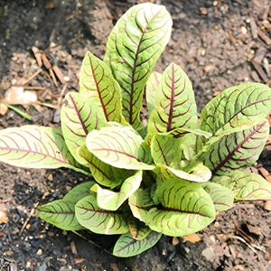 Bloody Dock Seeds: Red Veined Sorrel, Heirloom Salad Greens