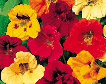 Jewel Mix,  Nasturtium,   Heirloom Garden Seeds    Gourmet Mix   Gourmet Salad  Edible Flower   Non-GMO