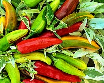 Fish,   Hot Pepper,    Heirloom Garden Seeds  Open Pollinated   Vegetable Seeds   Non-GMO