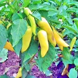 Sweet Banana Pepper Seeds: Heirloom, Non-GMO