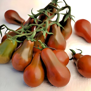 Chocolate Pear, Tomato, Heirloom Seeds, Sweet Early Grown to Organic Standards Open Pollinated Gardening Non-GMO