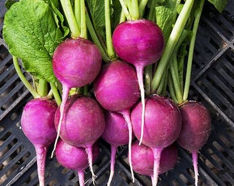 Purple Plum,  Radish,  Heirloom Garden Seeds   Garden Gourmet Non-GMO