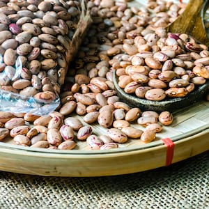 Pinto,  Dry Bush Beans,  Heirloom Seeds,  Open Pollinated  Garden Seeds  Non-GMO