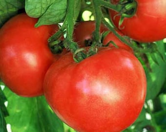 Early Wonder,  Tomato,  Heirloom Garden Seeds   Natural Grown  Open Pollinated  Gardening  Heirloom Garden  Non-GMO