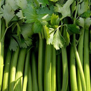 Tall Utah 52, Celery Seeds: Open Pollinated Container Gardening Non-GMO image 2